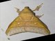 Erebid Moth (Erebidae sp)