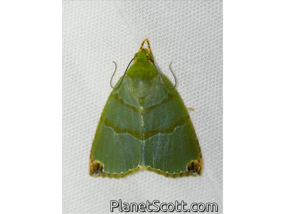 Tufted Moth (Chloriola gratissima)
