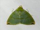 Tufted Moth (Ariolica sp)