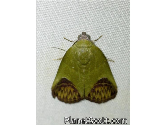 Tufted Moth (Chloephorinae sp)