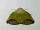 Tufted Moth (Chloephorinae sp)