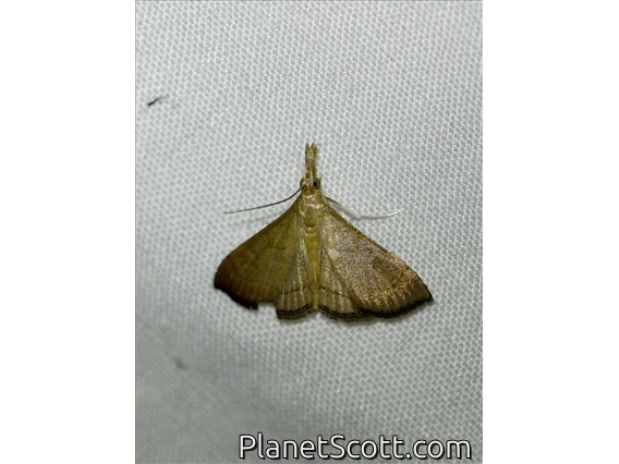 Hypenine Snout Moth (Hypeninae sp)