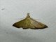 Hypenine Snout Moth (Hypeninae sp)