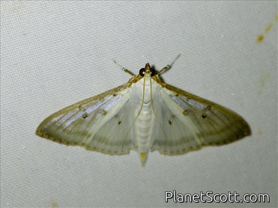 Pearl Moth (Spilomelinae sp)