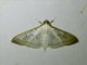Pearl Moth (Spilomelinae sp)