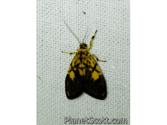 Lichen Moth (Erebidae sp)