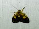 Lichen Moth (Erebidae sp)