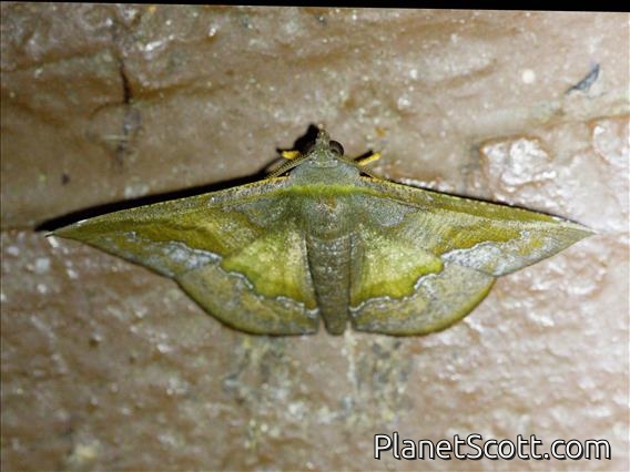 Geometer Moth (Fascellina sp)