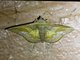 Geometer Moth (Fascellina sp)