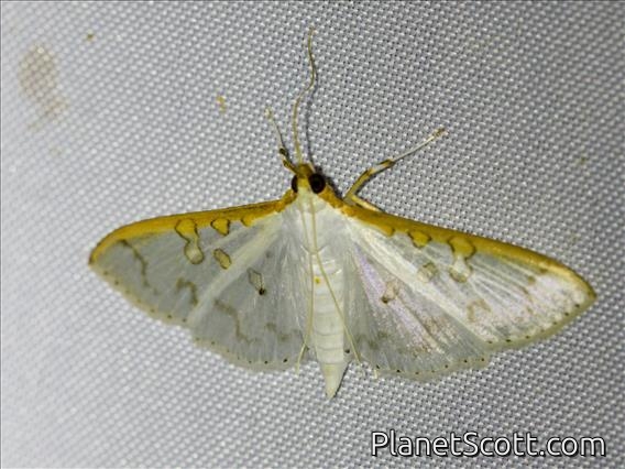 Pearl Moth (Palpita sp)
