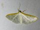 Pearl Moth (Palpita sp)