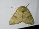 Cacao Armyworm (Tiracola plagiata)