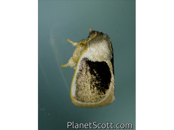 Slug Caterpillar Moth (Cania bandura)