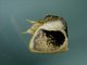 Slug Caterpillar Moth (Cania bandura)