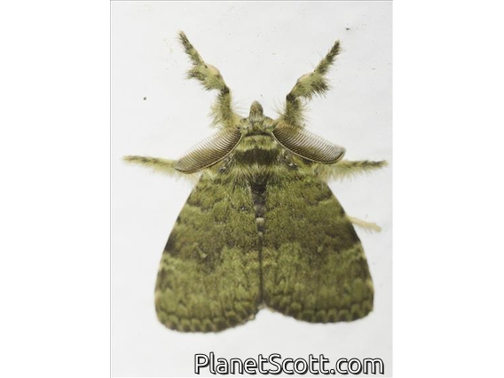 Prominent Moth (Notodontidae sp)