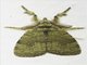 Prominent Moth (Notodontidae sp)