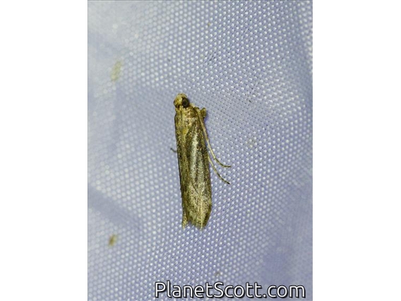 Knot-horn Moth (Phycitinae sp)