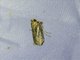 Knot-horn Moth (Phycitinae sp)