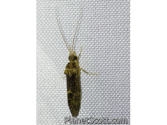 Caddisfly (Trichoptera sp)
