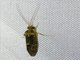 Caddisfly (Trichoptera sp)