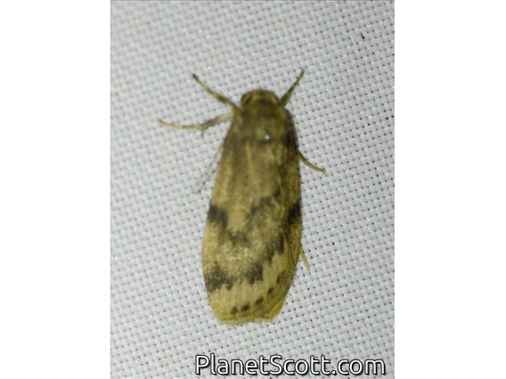 Lichen Moth (Erebidae sp)