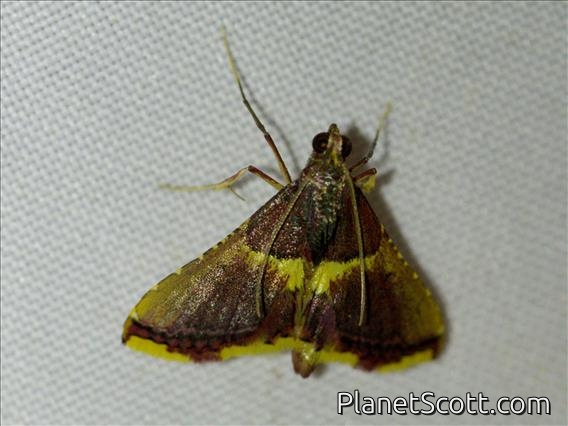 Pyralid Snout Moth (Endotricha mesenterialis)