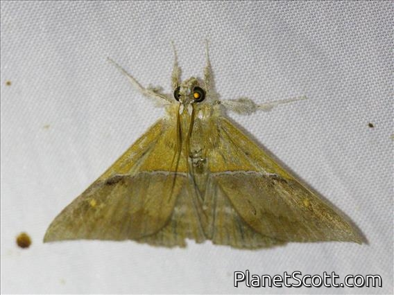 Erebid Moth (Sympis rufibasis)