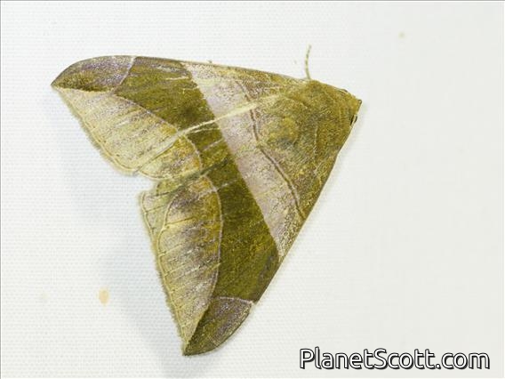 Arcuate Passenger Moth (Bastilla arcuata)