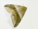 Arcuate Passenger Moth (Bastilla arcuata)