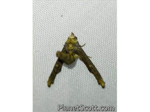 Euteliid Moth (Anigraea sp)