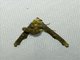 Euteliid Moth (Anigraea sp)