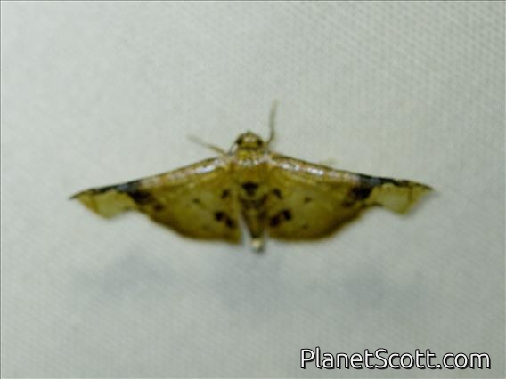 Window-winged Moth (Siculodinae sp)