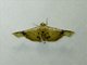 Window-winged Moth (Siculodinae sp)