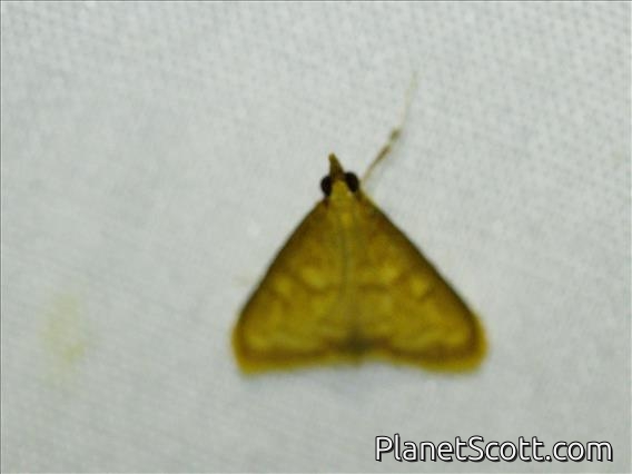 Crambid Snout Moth (Pyraustinae sp)
