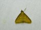 Crambid Snout Moth (Pyraustinae sp)