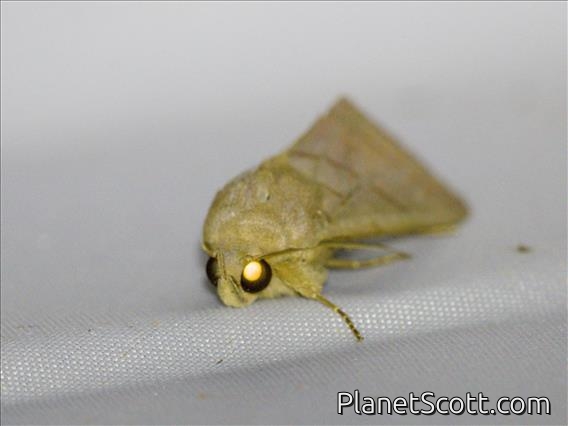 Erebid Moth (Erebidae sp)
