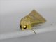 Erebid Moth (Erebidae sp)