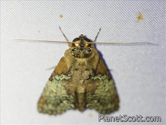 Stictopterini Moth (Stictoptera sp)