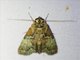 Stictopterini Moth (Stictoptera sp)