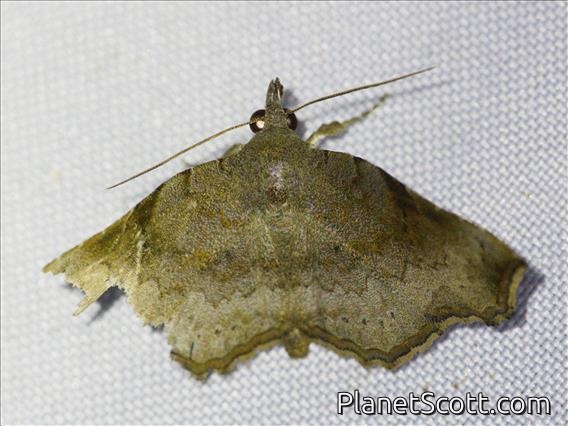 Erebid Moth (Margana sp)