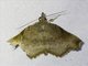 Erebid Moth (Margana sp)