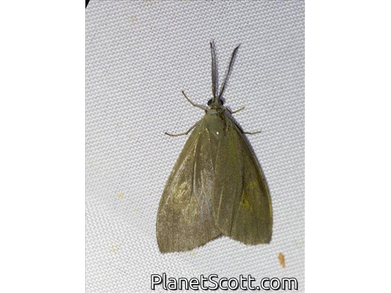 Burnet Moth (Eumorphiopais sp)