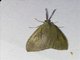 Burnet Moth (Eumorphiopais sp)