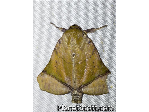 Tufted Moth (Diehlea sp)