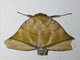 Tufted Moth (Diehlea sp)