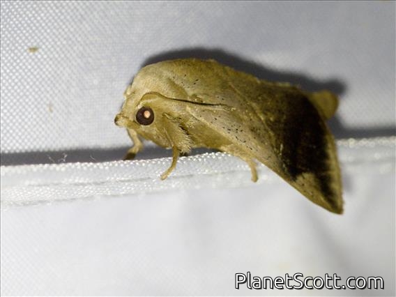Cutworm Moth (Noctuidae sp)