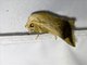 Cutworm Moth (Noctuidae sp)