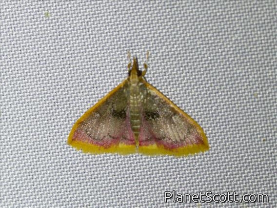 Crambid Snout Moth (Clupeosoma sp)