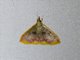 Crambid Snout Moth (Clupeosoma sp)