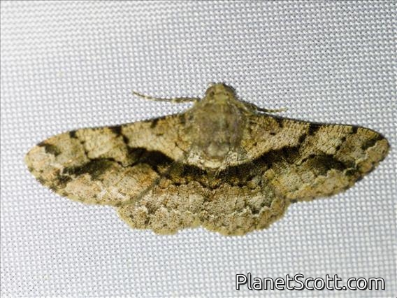 Geometer Moth (Geometridae sp)